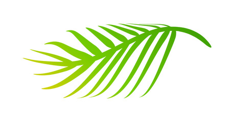 coconut leaves, coconut palm leaf, coconut branch