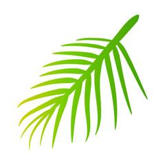 coconut leaves, coconut palm leaf, coconut branch