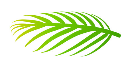 coconut leaves, coconut palm leaf, coconut branch