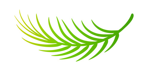 coconut leaves, coconut palm leaf, coconut branch