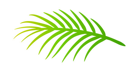coconut leaves, coconut palm leaf, coconut branch