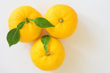 白背景に、俯瞰でみた複数の柚子の実。