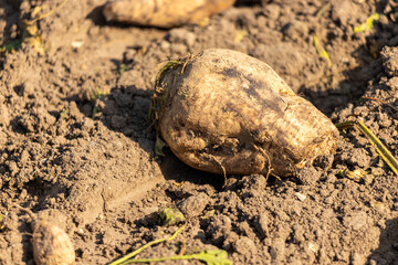 Freshly harvested sugar beets on the field covered with earth