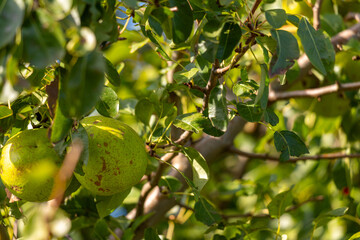 red apples on a tree in september in fine weather