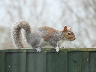 A Grey Squirrel walking along a wooden garden fence.