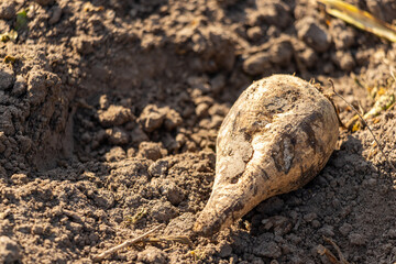 Freshly harvested sugar beets on the field covered with earth