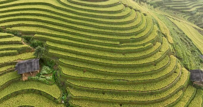 The terraced fields in Mu Cang Chai, Yen Bai during harvest season are beautiful. Photo taken in Yen Bai on October 4, 2023.