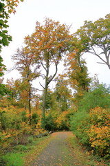 colorful Autumn forest nature