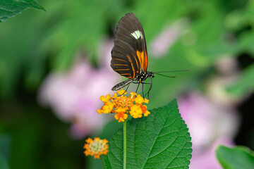 Fototapeta premium macro closeup photo shoot of a black and orange butterfly on a orange flower