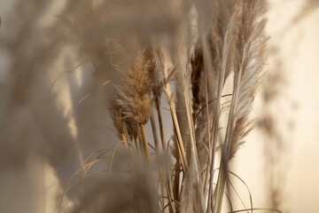 autumn grass