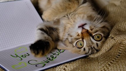 Text You Are My Sweetie and pretty cute kitten relaxing on the bed. Tabby cat. Funny pets. Napping kitten. Valentines Day, Birthday, Dating - Powered by Adobe