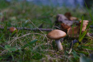 Fungo nell'erba