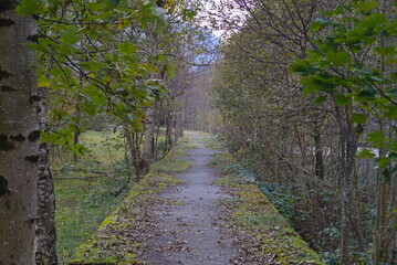 Fototapeta premium La strada nel bosco