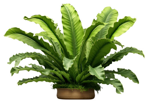PNG Plant fern leaf white background.