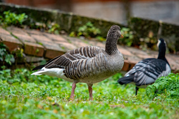 Graugans und eine Kanadagans in einem Garten