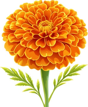 beautiful merigold flower. Closeup of orange marigold flowers and foliage. 