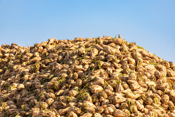 piled up mountain with freshly harvested sugar beets in September