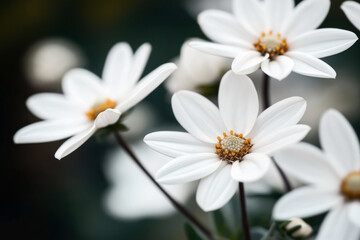 Obraz premium Close-up of white daisy flowers with yellow centers, showcasing delicate petals against a blurred background.