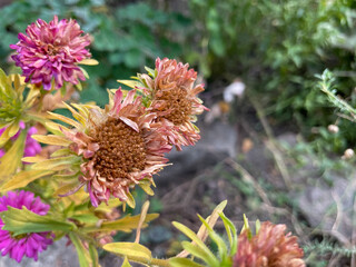 Bouquet of dried pink Aster flowers in autumn garden close up, floral wallpaper background with dry asters
