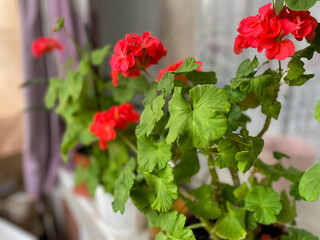 Beautiful blooming red Geraniums decorative flowers close up, floral wallpaper background with geranium pelargonium flowers