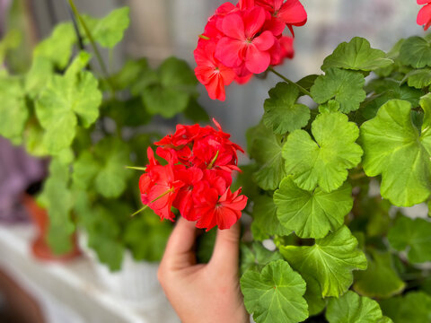 Beautiful blooming red Geraniums decorative flowers and white female gardeners hand close up, floral wallpaper background with geranium pelargonium flowers - Powered by Adobe