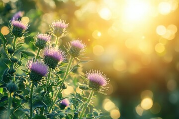 milk thistle plant in a garden under gentle sunlight, perfect for herbal supplements ideal for a concept banner