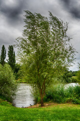 Slender willow by the bay