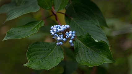 The fruits of the dogwood plant bush.