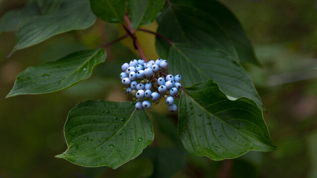 The fruits of the dogwood plant bush.
