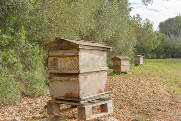 Wooden beehives in a green field under a sunny sky, bee hive in the countryside, beekeeping, nature concept in mallorca, spain balearic islands