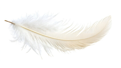 Obraz premium feather isolated on white background