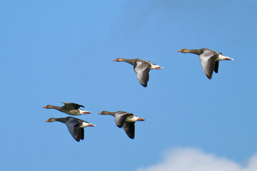 Graugänse im Flug in der Sonne