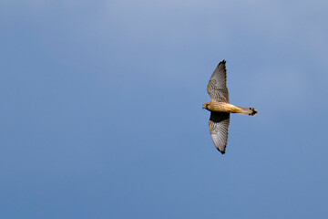 Turmfalke bei der Jagd