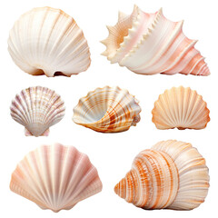 Obraz premium PNG sea shell set, transparent background