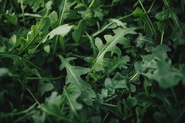 Obraz premium Fresh green arugula leaves create a vibrant, lush tapestry, showcasing nature's verdant and rejuvenating beauty.