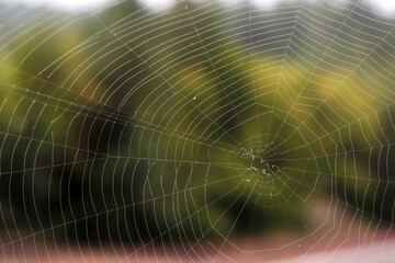 big spider web in nature