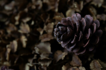 Autumn Concept, Dried Bush Willows for background