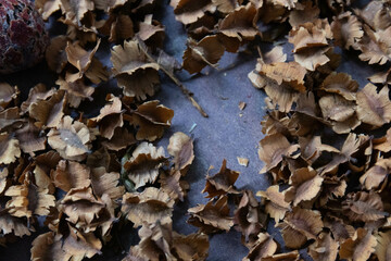 Autumn Concept, Dried Bush Willows for background