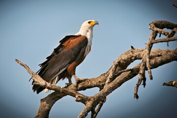 African White-headed Eagle