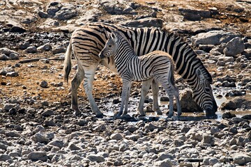 Zebrafohlen mit Mutter