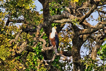 Afrikanischer Schreiseeadler