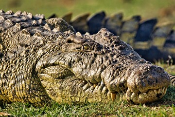 Krokodil am Ufer