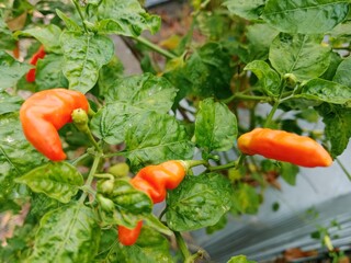 Young red chilies are still white and have green leaves