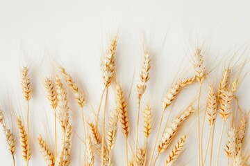 Wheat stalks, gracefully layered against a pale background, epitomize simplicity and the rustic essence of harvest time.
