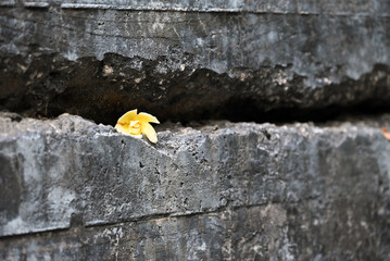 Fault lines in a concrete wall with yellow flower