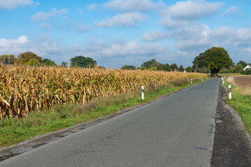 A quiet rural road stretches ahead, bordered by golden cornfields reaching harvest time under a bright blue sky filled with fluffy white clouds.