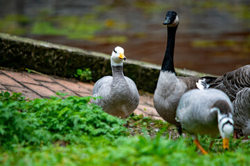 Verschiedene Gänse im Gras