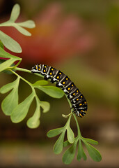 5th instar Eastern Black Swallowtail caterpillar on host plant 