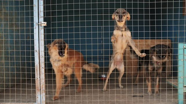Barking stray dogs behind a fence in an animal shelter