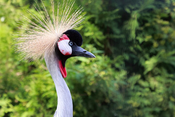 A Stunning Grey Crowned Crane Stands Gracefully Amidst Lush Greenery, Showcasing Its Vibrant Plumage And Unique Crown Of Feathers In This Captivating Portrait.